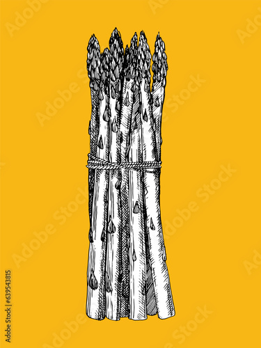 Hand-drawn illustration of Asparagus, vector