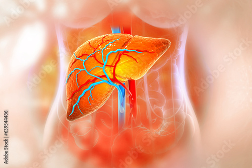 Human liver anatomy structure, 3d illustration