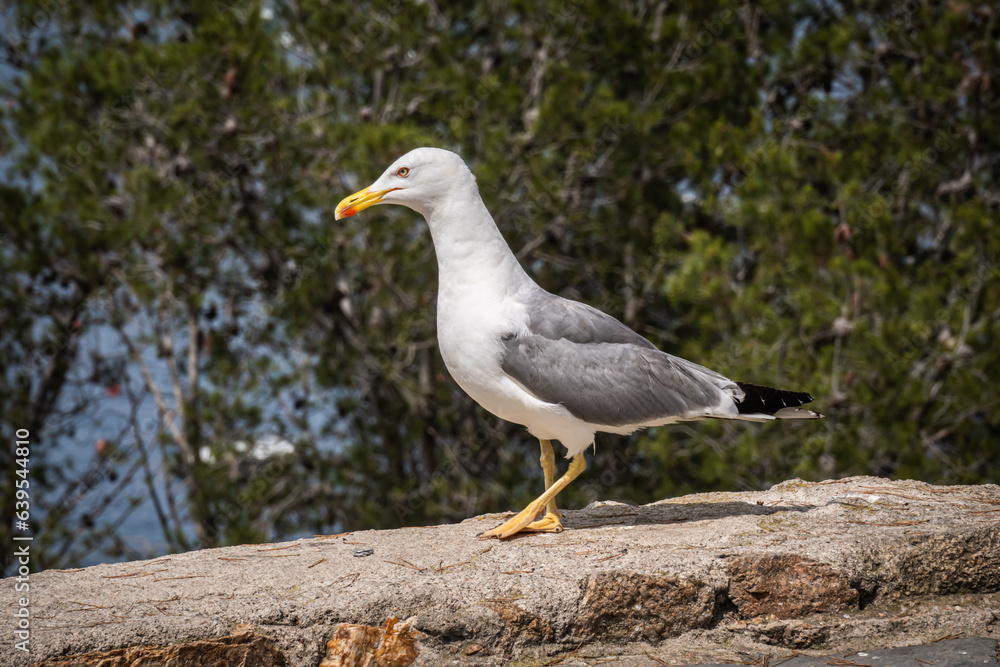 Obraz premium Seagle 