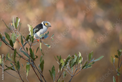 Weißschopf-Brillenwürger / White-crested helmet-shrike / Prionops plumatus photo