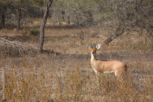 Afrikanischer Steinbock / Steenbok / Raphicerus campestris photo