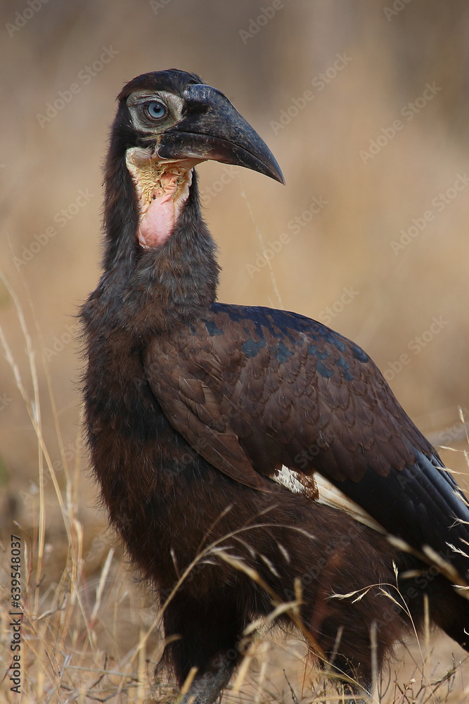 Fototapeta premium Kaffernhornrabe / Southern ground hornbill / Bucorvus leadbeateri.