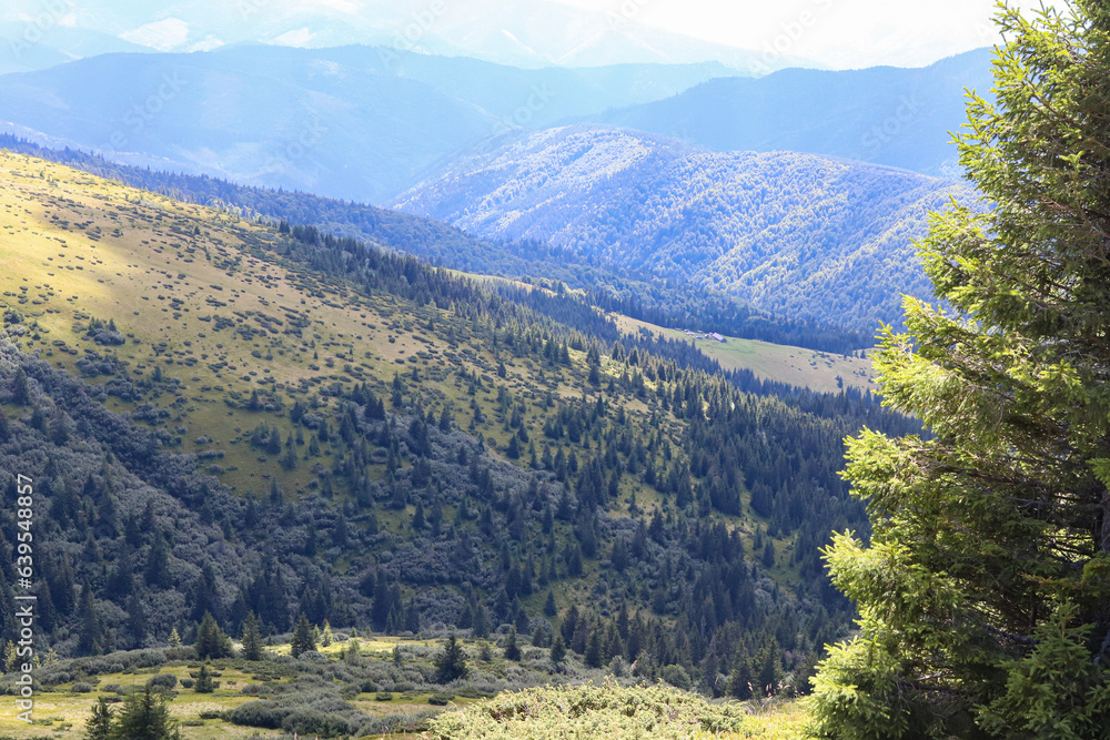 Fototapeta premium The mountains are covered with greenery and spruces in the summer, part of a large tree in the foreground