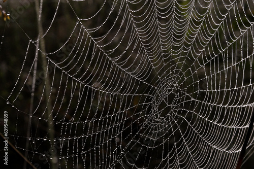 web covered with drops of dew, autumn web, drops of morning fog on a beautiful web