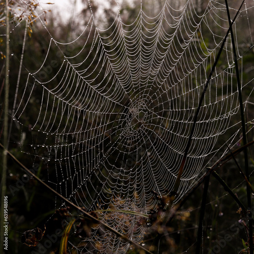 beautiful web covered with drops of morning dew, forest at dawn, beautiful nature