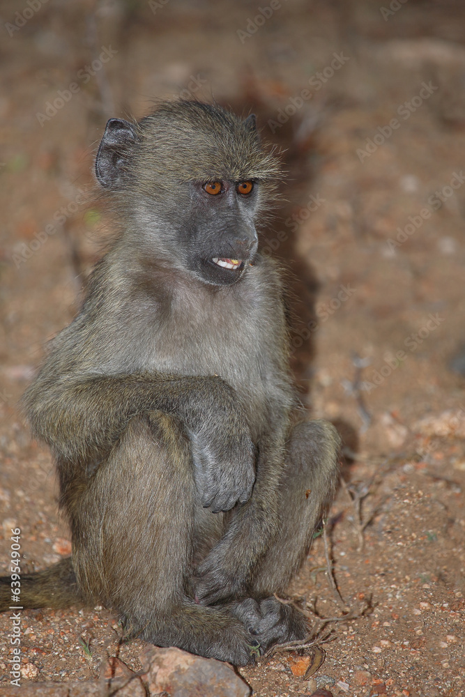 Bärenpavian / Chacma baboon / Papio ursinus Bärenpavian / Chacma baboon / Papio ursinus