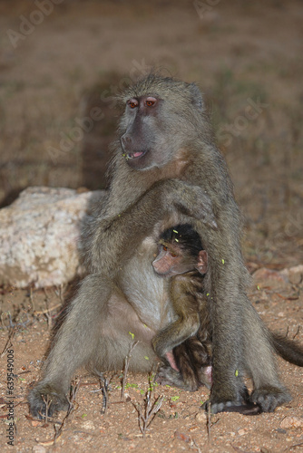 B  renpavian   Chacma baboon   Papio ursinus