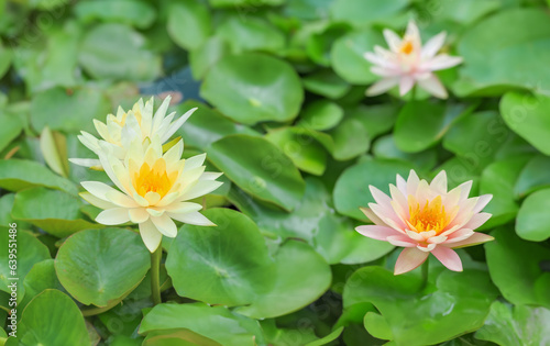 Beautiful pink lotus flower or waterlily in the pond