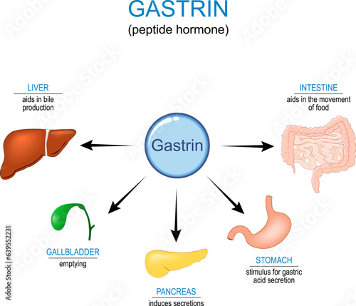Gastrin hormone Function.