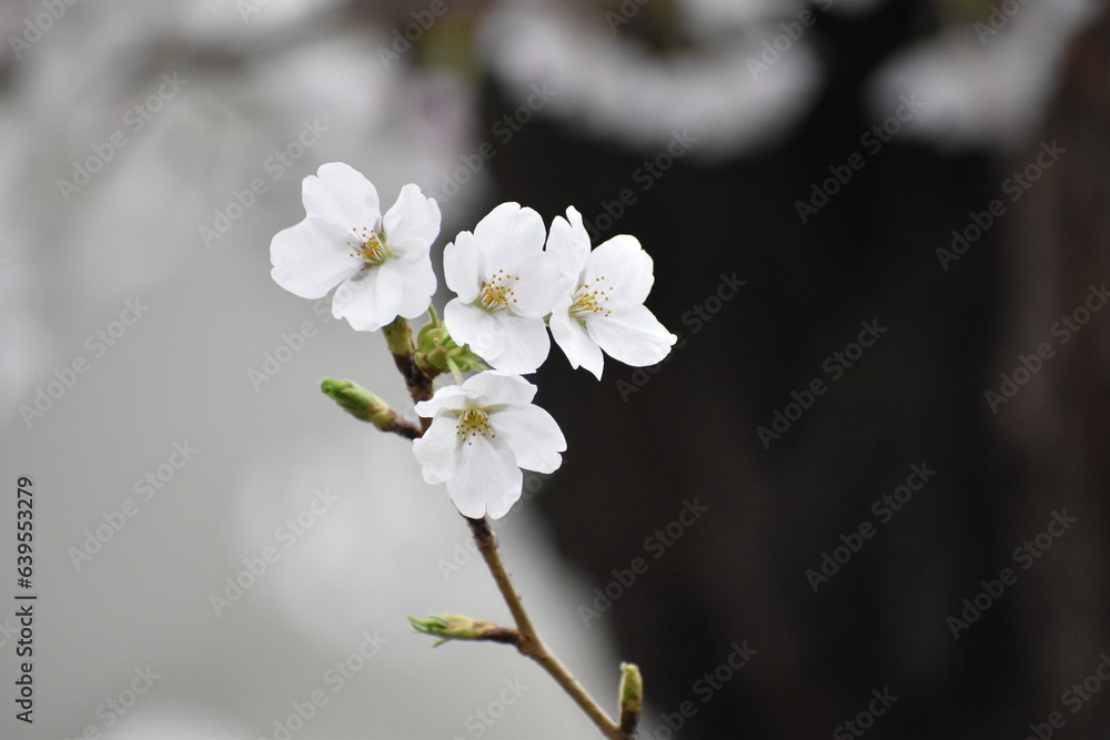 4輪の桜とつぼみ