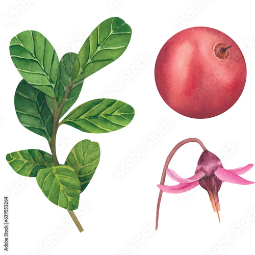 Vector illustration of hand drawn watercolor painting cranberry on white background. Isolated elements of berries, leaves and flowers for menu design, dishes, postcards, packaging.