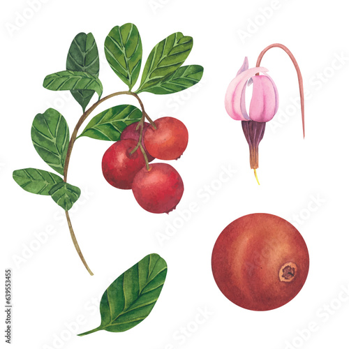 Vector illustration of hand drawn watercolor painting cranberry on white background. Isolated elements of berries, leaves and flowers for menu design, dishes, postcards, packaging.
