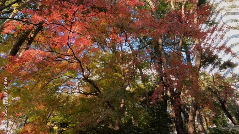 カラフルに色づいた木々を下から見上げる映像。
東京の都心で観られる美しい紅葉。 カラフルに色づいた木々を下から見上げる映像。
東京の都心で観られる美しい紅葉。