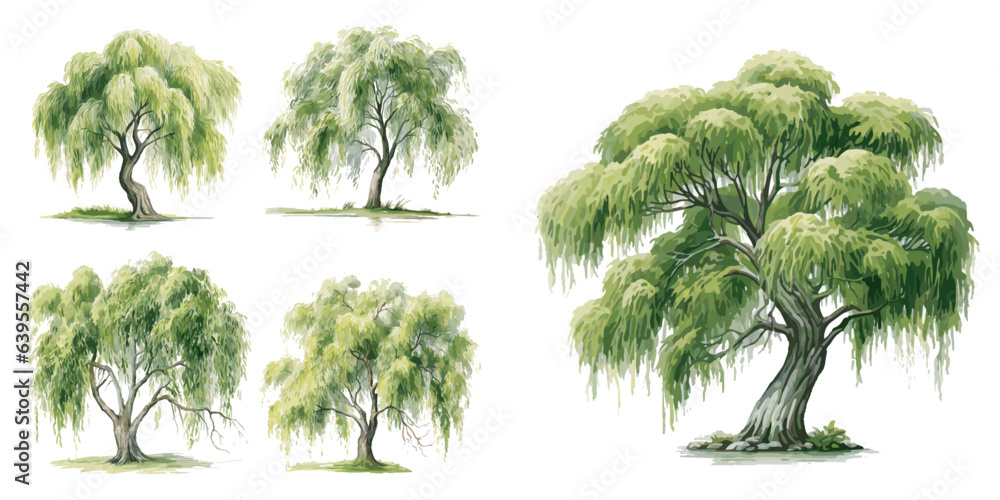 watercolor willow tree clipart for graphic resources - obrazy, fototapety, plakaty 