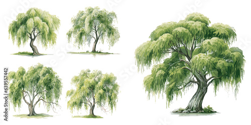 watercolor willow tree clipart for graphic resources