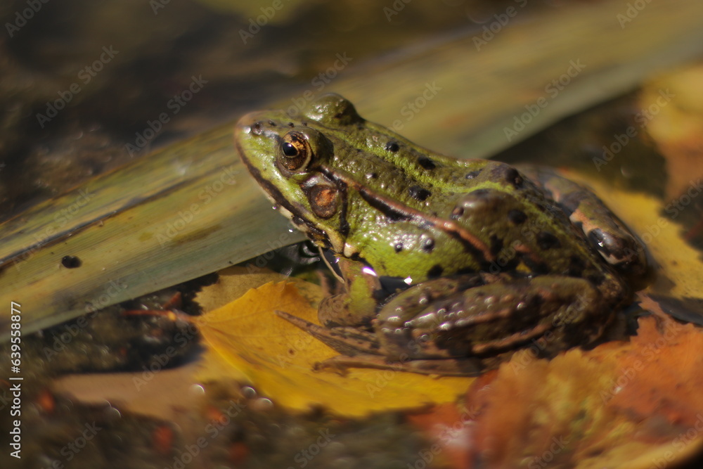 Frog Frog