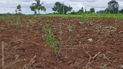 A view of a fresh jasmine plantation on the red soil field photo