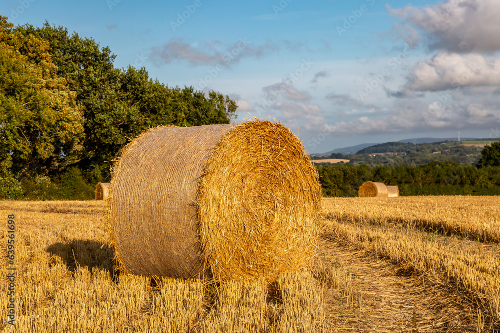 Bales of straw after harvesting, in rural Sussex