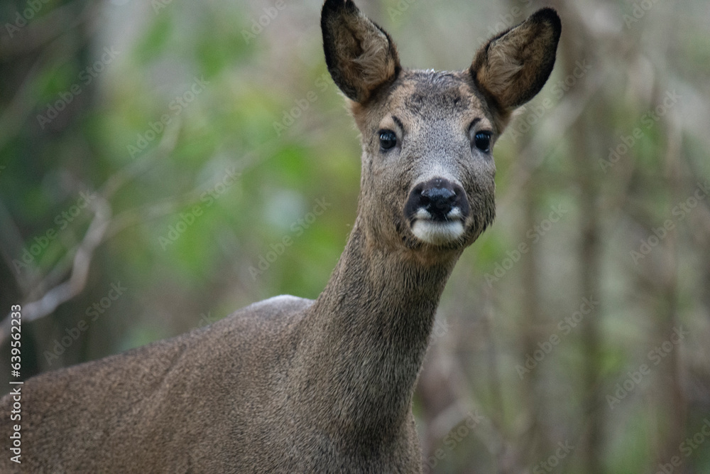 Wildlife photography of roe deer with beautiful light on taken by a young photographer with huge respect of those incredible animals. Wildlife photography of roe deer with beautiful light on taken by a young photographer with huge respect of those incredible animals.