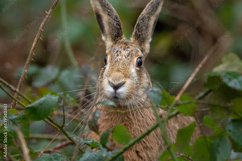 Fototapeta premium Wildlife photography ofhares with beautiful light on taken by a young photographer with huge respect of those incredible animals.