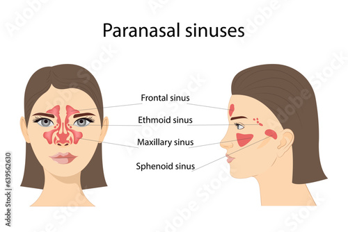 Paranasal sinuses. Frontal, ethmoidal, sphenoidal, and maxillary sinuses. Anterior and lateral view. Isolated vector illustration on a white background