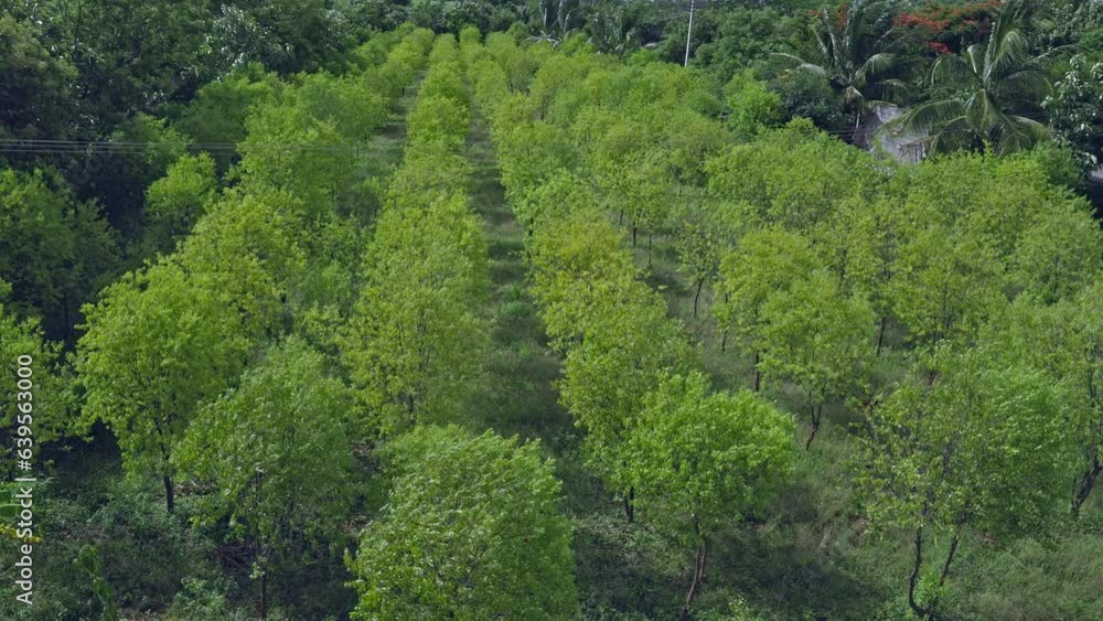 Top view of rows of lush green young sandalwood tree plantations in farmland Top view of rows of lush green young sandalwood tree plantations in farmland