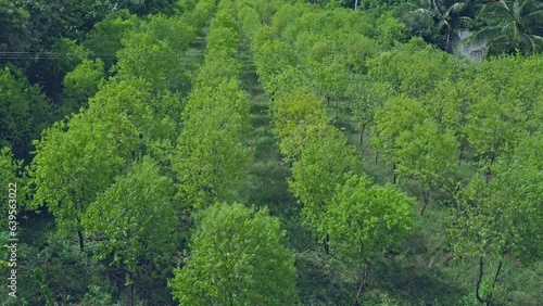 Top view of rows of lush green young sandalwood tree plantations in farmland