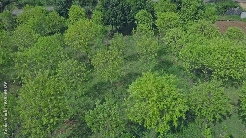 Top view of rows of lush green young sandalwood tree plantations in farmland