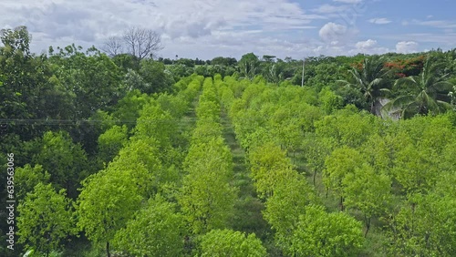 Top view of rows of lush green young sandalwood tree plantations in farmland photo