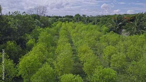 Top view of rows of lush green young sandalwood tree plantations in farmland photo