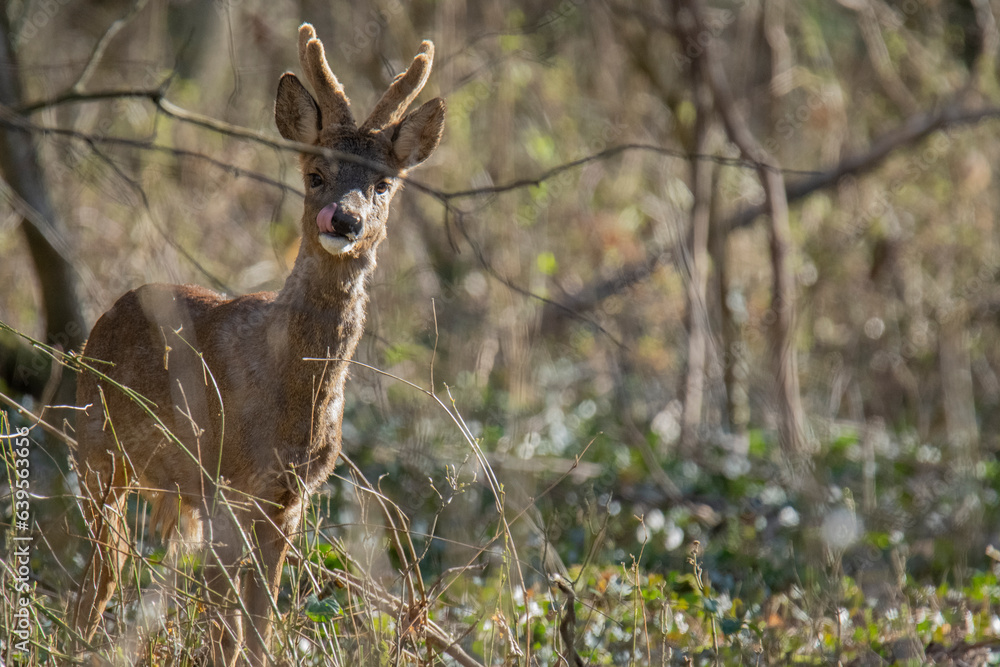 Wildlife photography of roe deer with beautiful light on taken by a young photographer with huge respect of those incredible animals. Wildlife photography of roe deer with beautiful light on taken by a young photographer with huge respect of those incredible animals.