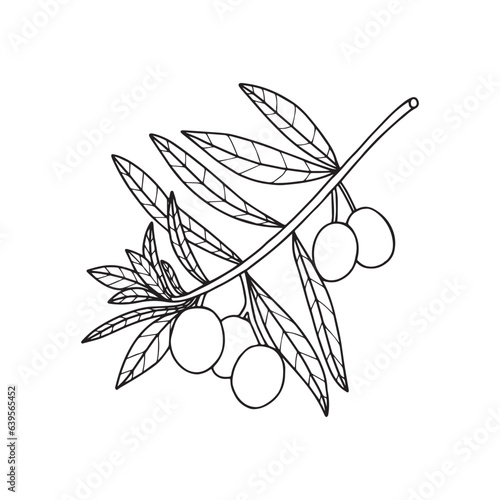 Olives in single line art drawing style. Minimalist black linear sketch on white background. Vector illustration