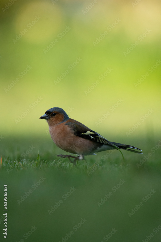 Wildlife photography of birds with beautiful light on taken by a young photographer with huge respect of those incredible animals. Wildlife photography of birds with beautiful light on taken by a young photographer with huge respect of those incredible animals.