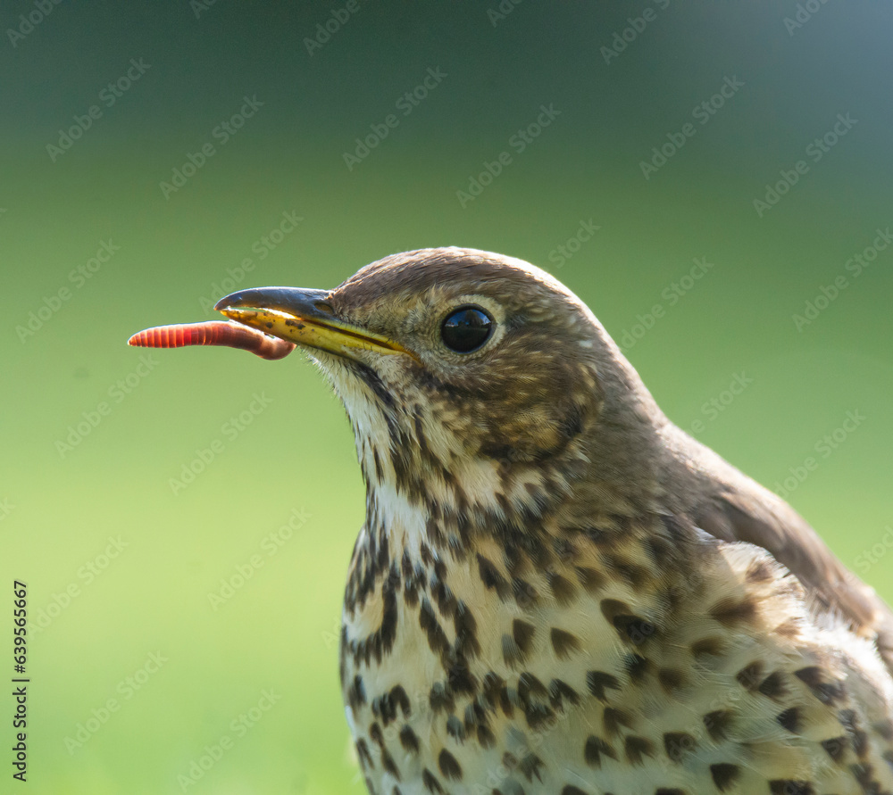 Fototapeta premium Wildlife photography of birds with beautiful light on taken by a young photographer with huge respect of those incredible animals.