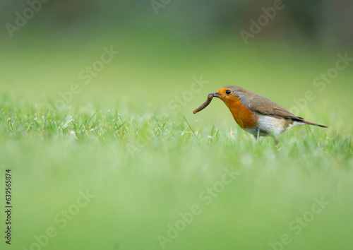 Wildlife photography of birds with beautiful light on taken by a young photographer with huge respect of those incredible animals.