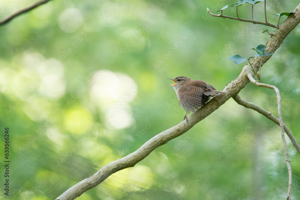 Wildlife photography of birds with beautiful light on taken by a young photographer with huge respect of those incredible animals. Wildlife photography of birds with beautiful light on taken by a young photographer with huge respect of those incredible animals.