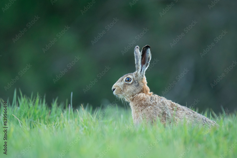Fototapeta premium Wildlife photography ofhares with beautiful light on taken by a young photographer with huge respect of those incredible animals.