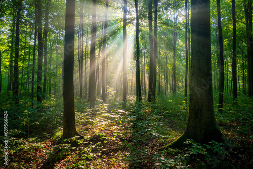 Fototapeta Naklejka Na Ścianę i Meble -  Sunny morning in the forest