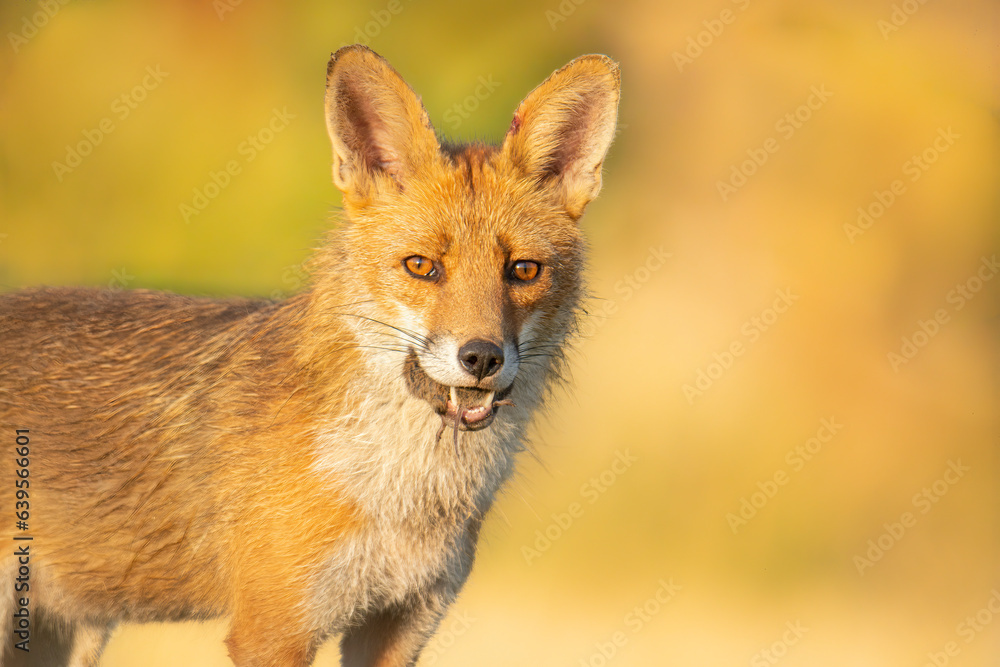 Wildlife photography of fox with beautiful light on taken by a young photographer with huge respect of those incredible animals. Wildlife photography of fox with beautiful light on taken by a young photographer with huge respect of those incredible animals.