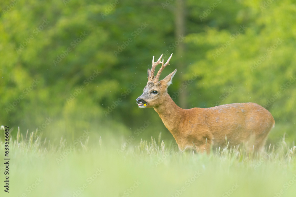 Wildlife photography of roe deer with beautiful light on taken by a young photographer with huge respect of those incredible animals. Wildlife photography of roe deer with beautiful light on taken by a young photographer with huge respect of those incredible animals.