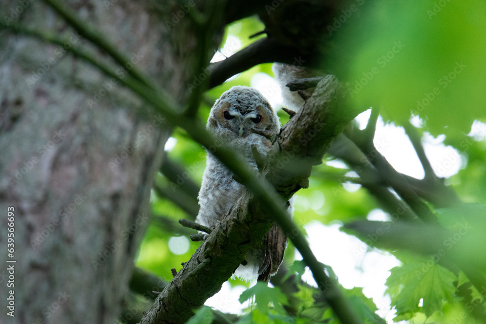 Obraz premium Wildlife photography of birds of prey with beautiful light on taken by a young photographer with huge respect of those incredible animals.