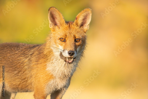 Wildlife photography of fox with beautiful light on taken by a young photographer with huge respect of those incredible animals.