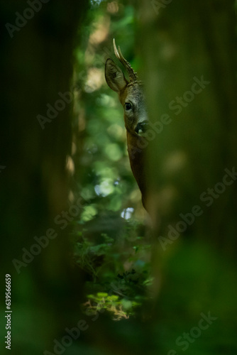 Wildlife photography of roe deer with beautiful light on taken by a young photographer with huge respect of those incredible animals.