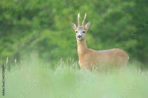 Wildlife photography of roe deer with beautiful light on taken by a young photographer with huge respect of those incredible animals. © Lucien