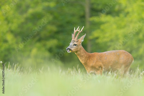 Wildlife photography of roe deer with beautiful light on taken by a young photographer with huge respect of those incredible animals. © Lucien