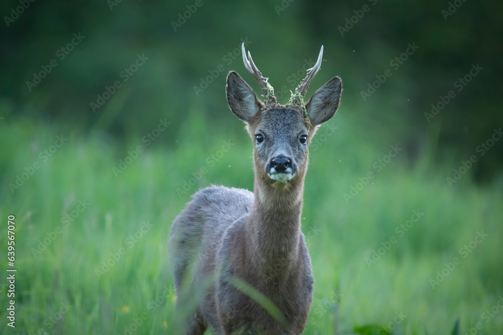 Wildlife photography of roe deer with beautiful light on taken by a young photographer with huge respect of those incredible animals. Wildlife photography of roe deer with beautiful light on taken by a young photographer with huge respect of those incredible animals.