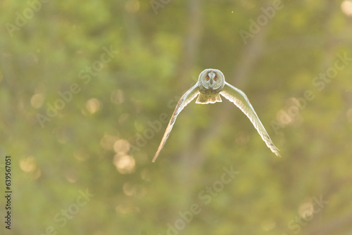 Wildlife photography of birds of prey with beautiful light on taken by a young photographer with huge respect of those incredible animals.	