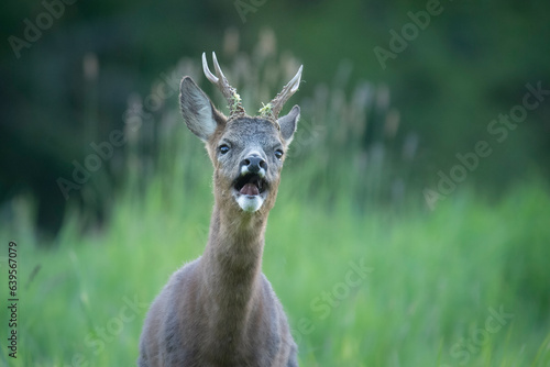 Fototapeta Naklejka Na Ścianę i Meble -  Wildlife photography of roe deer with beautiful light on taken by a young photographer with huge respect of those incredible animals. 