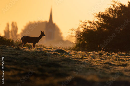 Wildlife photography of roe deer with beautiful light on taken by a young photographer with huge respect of those incredible animals. 
