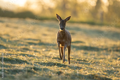 Wildlife photography of roe deer with beautiful light on taken by a young photographer with huge respect of those incredible animals. 